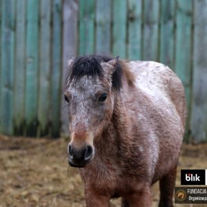 Mroczka i Mróweczka Benkowo (3)