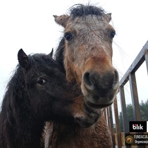 Mroczka i Mróweczka Benkowo (4)