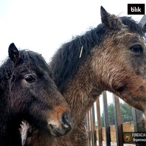 Mroczka i Mróweczka Benkowo (5)