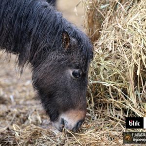 Mroczka i Mróweczka Benkowo (6)