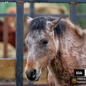 Mroczka i Mróweczka Benkowo (7)