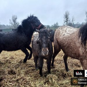 Mroczka i Mróweczka Iskierka Benkowo (7)