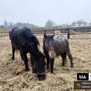 Mroczka i Mróweczka Iskierka Benkowo (8)