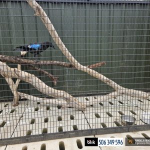 Munin w Benkowie (1)