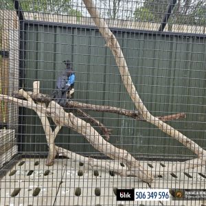 Munin w Benkowie (2)