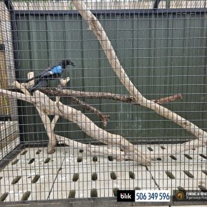 Munin w Benkowie (3)