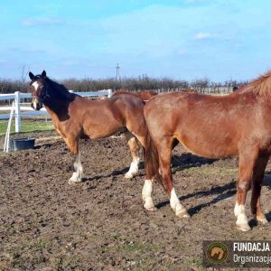 Nadzieja i Prometeusz 2-24 (1)