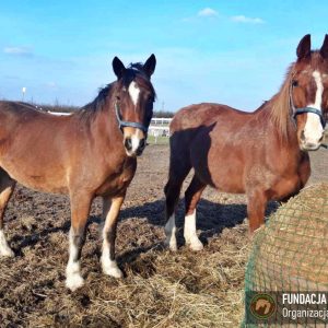 Nadzieja i Prometeusz 2-24 (2)