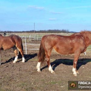 Nadzieja i Prometeusz 2-24 (3)