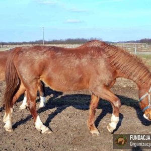 Nadzieja i Prometeusz 2-24 (4)