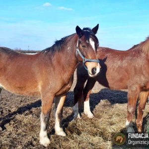 Nadzieja i Prometeusz 2-24 (5)