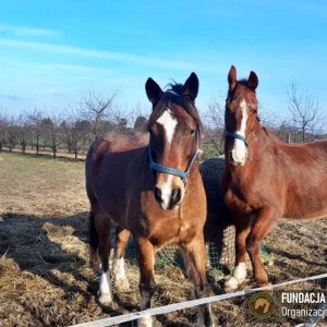 Nadzieja i Prometeusz 2-24 (6)