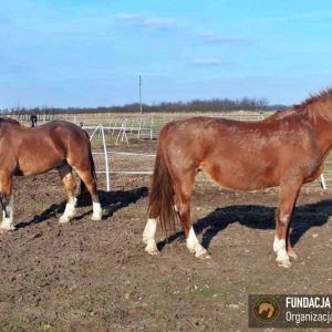 Nadzieja i Prometeusz 2-24 (7)