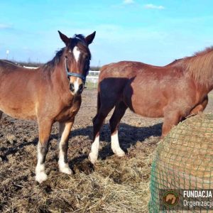 Nadzieja i Prometeusz 2-24 (8)