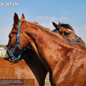 Nadzieja i Prometeusz 9-23 (1)