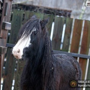 Nutka Holka maluchy 2-25 (1)