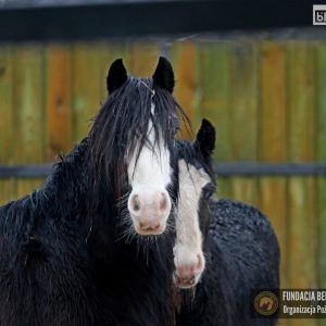 Nutka Holka maluchy 2-25 (10)