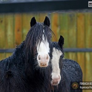 Nutka Holka maluchy 2-25 (11)