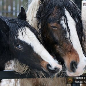 Nutka Holka maluchy 2-25 (2)