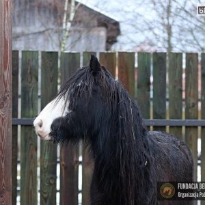 Nutka Holka maluchy 2-25 (3)