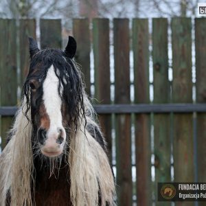 Nutka Holka maluchy 2-25 (9)