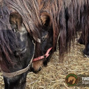 Okruszek Fundacja BENEK (3)