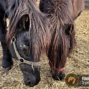 Okruszek Fundacja BENEK (4)