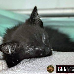 Okruszek kot (11)