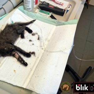 Okruszek kot (3)