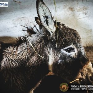 Osiołek Chrupek Fundacja BENEK (1)