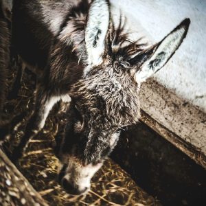 Osiołek Chrupek Fundacja BENEK (2)