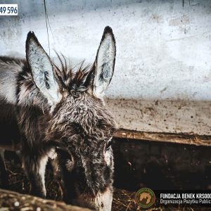 Osiołek Chrupek Fundacja BENEK (3)