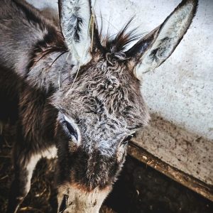 Osiołek Chrupek Fundacja BENEK (5)