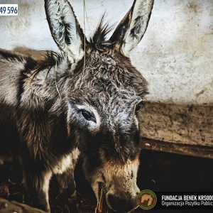 Osiołek Chrupek Fundacja BENEK (7)