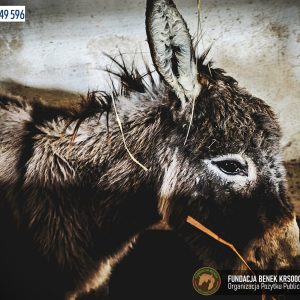Osiołek Chrupek Fundacja BENEK (8)
