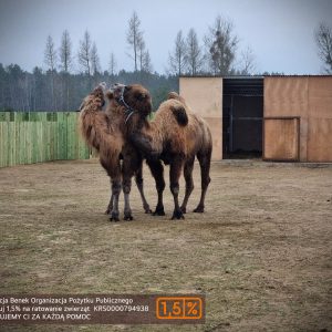 Oskar i Big mama (1)