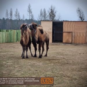 Oskar i Big mama (2)