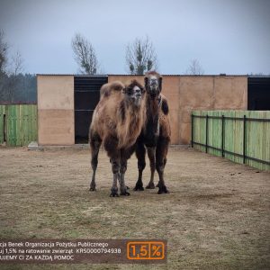 Oskar i Big mama (4)