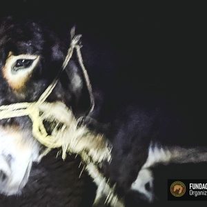 Osliczka Marcysia (1)