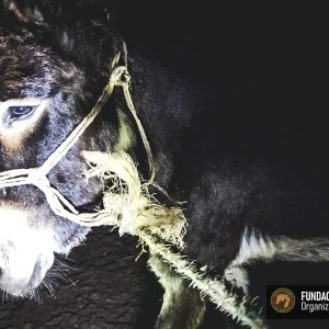 Osliczka Marcysia (2)