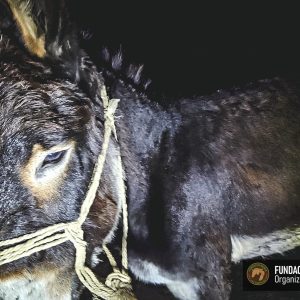 Osliczka Marcysia (3)