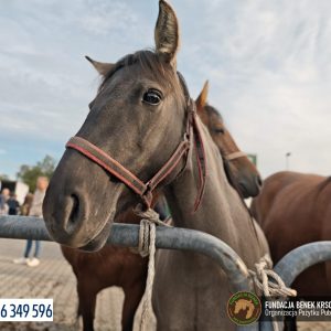 Bakalia na targu w Pajęcznie