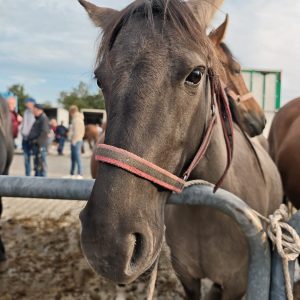 Bakalia na targu w Pajęcznie