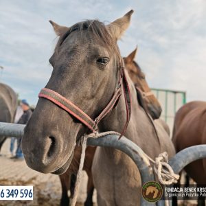 Bakalia na targu w Pajęcznie
