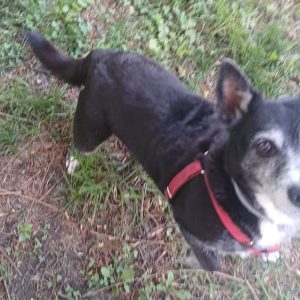 Pikolusia i Nuka (1)