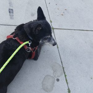 Pikolusia i Nuka (11)