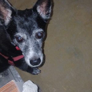 Pikolusia i Nuka (15)