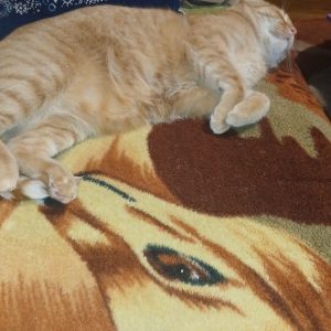 Pikolusia i Nuka (16)