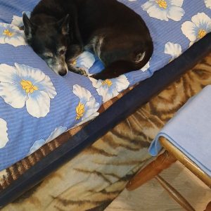 Pikolusia i Nuka (18)