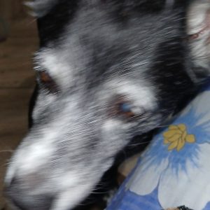 Pikolusia i Nuka (19)